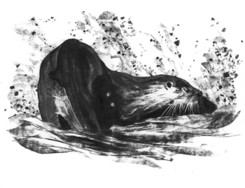 Loutre au fusain par Justin Piveteau