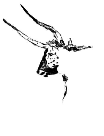 Reproduction d'un auroch peint sur une paroi de la grotte de Lascaux