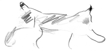 Esquisse d'un lynx par Jacques Rime