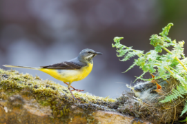 Bergeronnette des ruisseaux