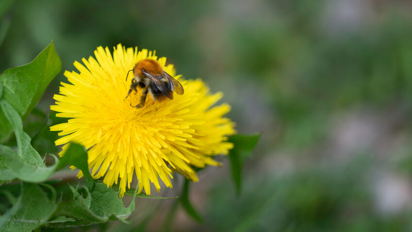 une abeille butine un pissenlit dans un jardin.