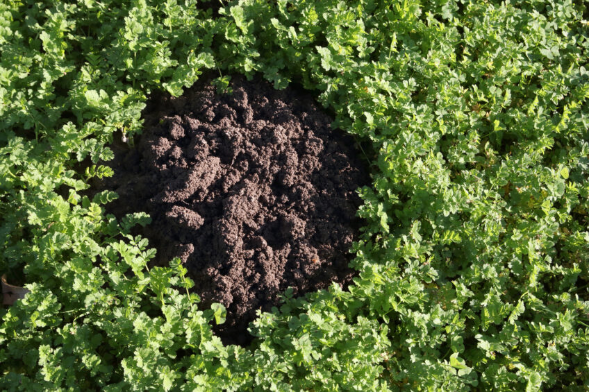 Une taupe a formé un monticule de terre dans un jardin potager.