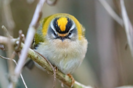 Roitelet triple-bandeau