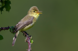 Hypolaïs polyglotte