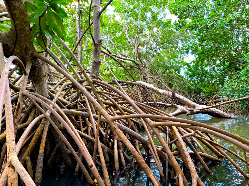 ©AngelineLollia salamandre junior podcast