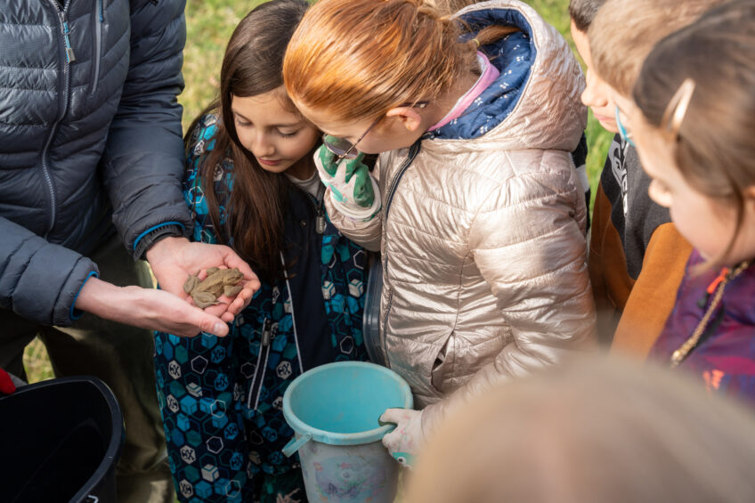 Opération sauvetage de crapauds Photo Antoine Boureau