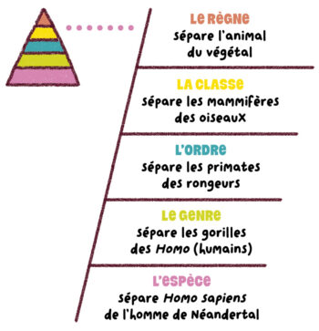 ma planete espece salamandre junior 1