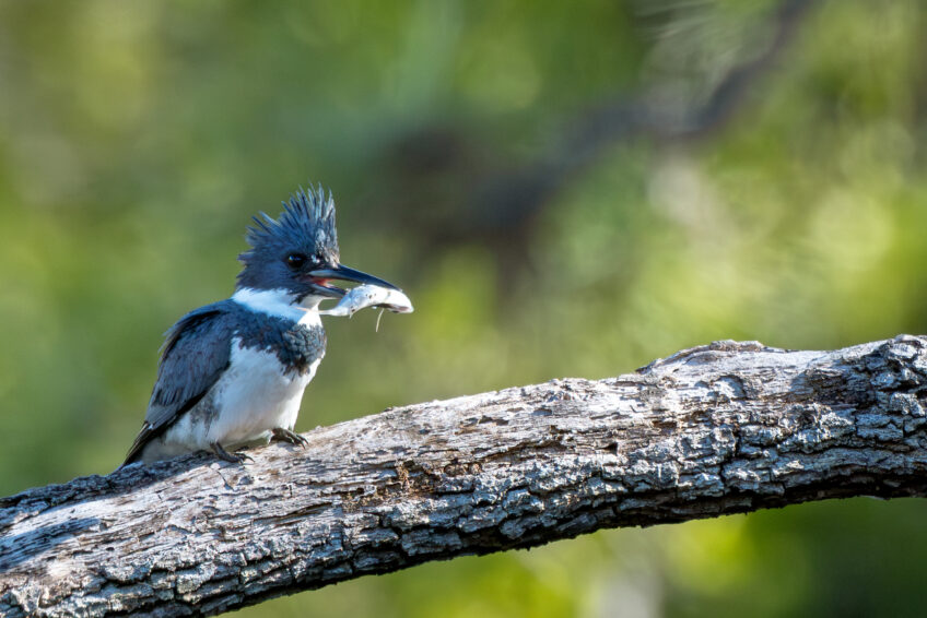 Le martin-pêcheur d'Amérique se distingue facilement de son cousin d'Europe.