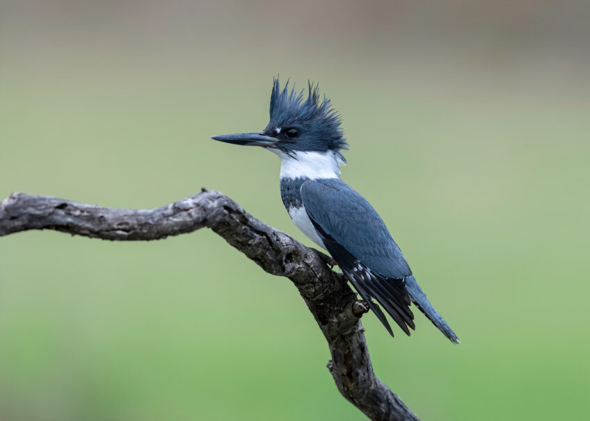 Un un martin-pêcheur d'Amérique a été observé pour la première fois en France hexagonale cet hiver, en Bretagne précisément, provoquant de grands rassemblements d'amateurs d'oiseaux.