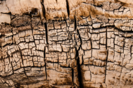 Le chant du bois 
Ancré dans les fibres tubuleuses, ici demeure un vestige de la vie forestière. ©Samuel Badaire