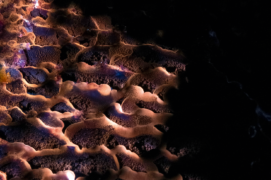 Luminescence
Taillée et sculptée par le temps et l’humidité, une lueur d’outre-monde illumine les parois des galeries. ©Samuel Badaire
