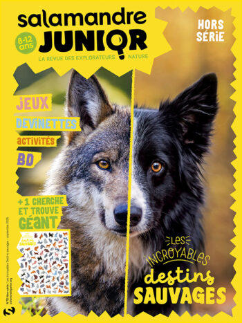 HSSAJ13-salamandre junior destins sauvages