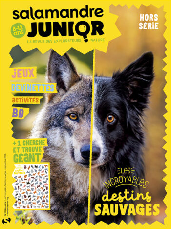 Couverture de La Salamandre Junior n°HS13