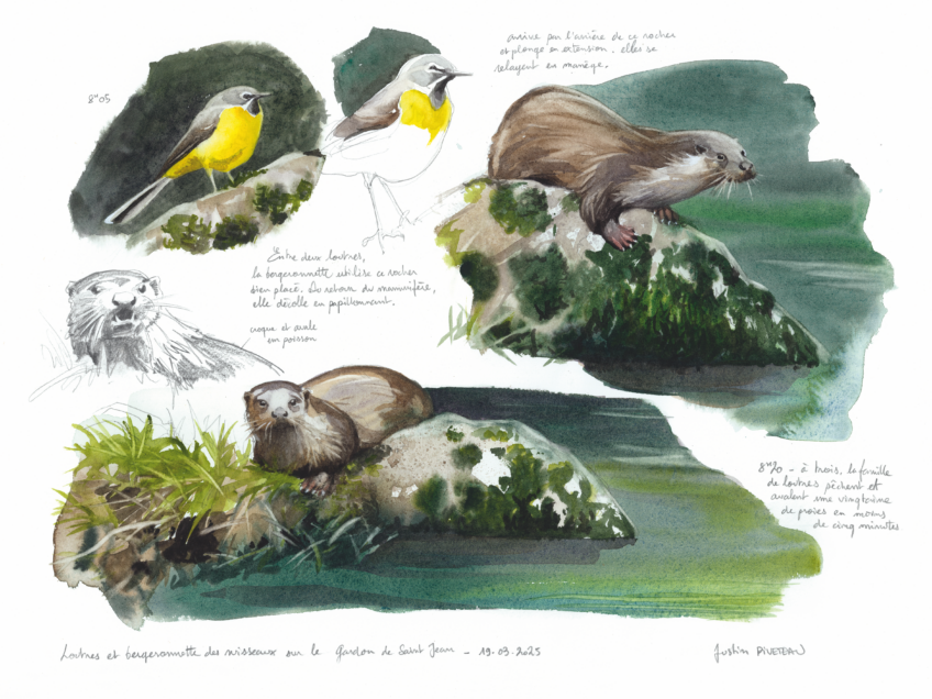 Dessins d'observation de la loutre par Justin Piveteau.