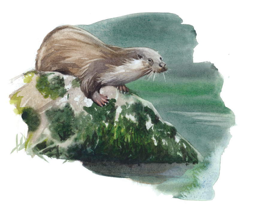 Dessins d'observation de la loutre par Justin Piveteau.