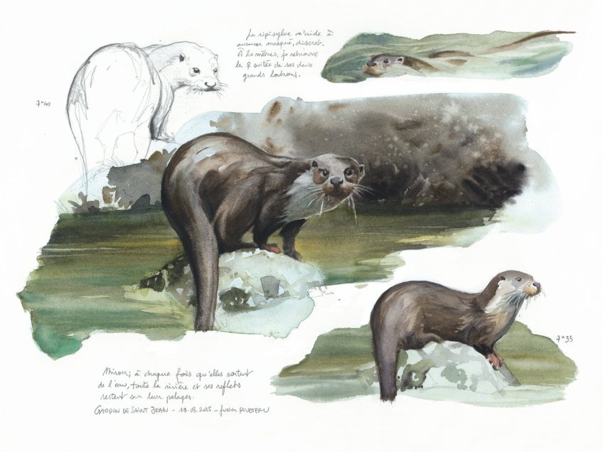 Dessins d'observation de la loutre par Justin Piveteau.