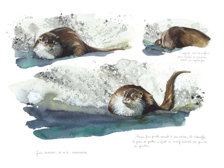 Dessins d'observation de la loutre par Justin Piveteau.
