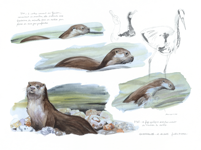 Dessins d'observation de la loutre par Justin Piveteau.