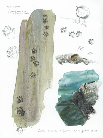 Dessins d'observation de la loutre par Justin Piveteau.