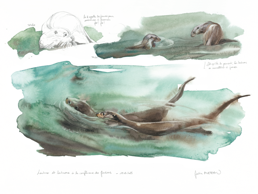 Dessin d'observation de la loutre par Justin Piveteau.
