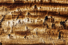 Le chant du bois 
Ancré dans les fibres tubuleuses, ici demeure un vestige de la vie forestière. ©Samuel Badaire