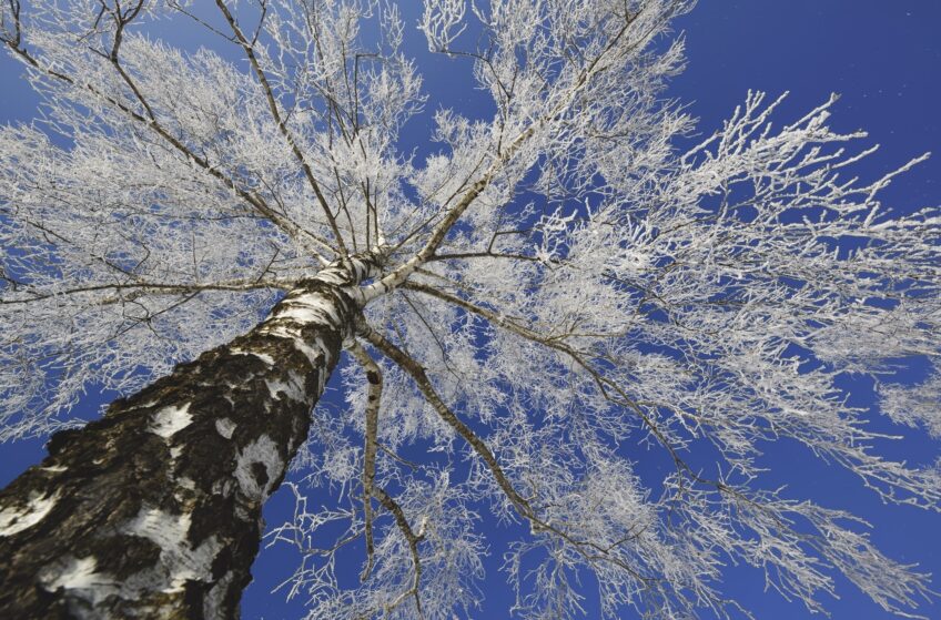 Un bouleau aux branches givrées