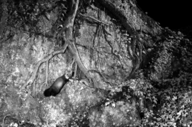 La fouine apprécie les milieux de falaises et de rochers, mais voisine fréquemment avec les humains, du grenier de la maison de campagne jusqu’au centre-ville.
 / &copy; Daniel Magnin et Pascal Bourguignon 