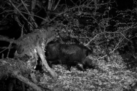 Il voyage en solitaire… comme tout sanglier mâle adulte qui se respecte. / &copy; Daniel Magnin et Pascal Bourguignon 