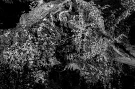 Sous cet éclairage, la berge abrupte du ruisseau apparaît comme un monde suspendu. C’est notre blaireau Avatar.
 / &copy; Daniel Magnin et Pascal Bourguignon 