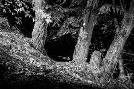 Quand le photographe n’est pas là, les lérots dansent. Le renard attendu n’est jamais venu, mais ces deux acrobates nous ont offert un bien joli lot de consolation. / &copy; Daniel Magnin et Pascal Bourguignon 