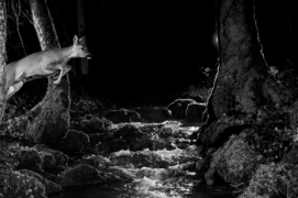 C’est à cet endroit que la petite caméra automatique a pour la première fois cédé la place à un dispositif avec boîtier, flashs et détecteur. Ce bond de chevreuil est donc une de nos premières images. La chance des débutants ?  / &copy; Daniel Magnin et Pascal Bourguignon 