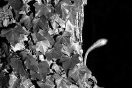 Signature de lérot. Le photo-piégeur peut programmer, pour chaque détection, le nombre et le rythme 
des déclenchements. Lesquels, évidemment, ne tombent pas toujours à l’instant idéal. Mais parfois si. / &copy; Daniel Magnin et Pascal Bourguignon 