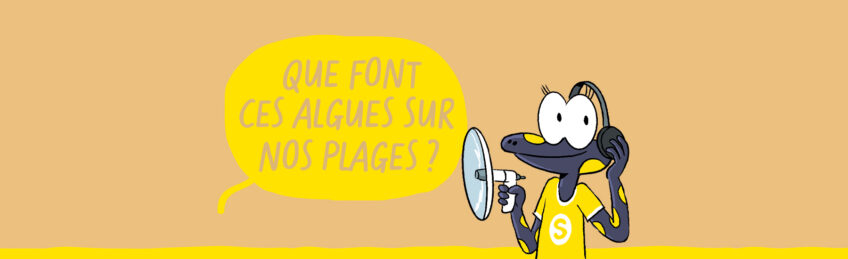 Sam et les explorateurs du vivant 9 : Que font ces algues sur nos plages ?