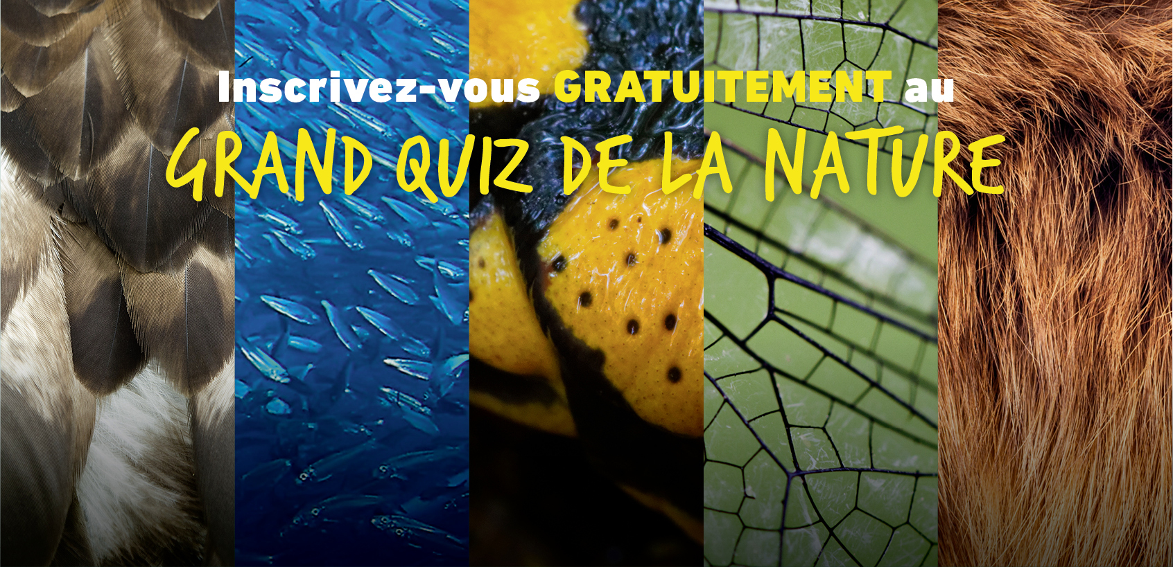 Salamandre newsletter
