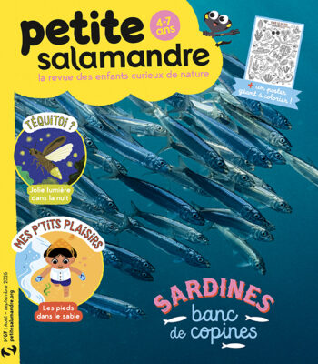 Petite Salamandre 67 - Sardines : banc de copines