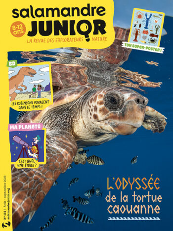 Salamandre Junior 167 - L'odyssée de la tortue caouanne
