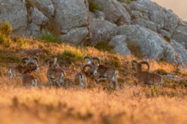 De cornes et d’or : Les mouflons se regroupent souvent par sexe au cours de l’année jusqu’au rut. 
Ici, un groupe de mâles dont le plus jeune doit avoir environ 4 ans. / &copy; Guilhem Battistella 