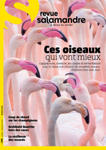 Couverture de La Salamandre n°296