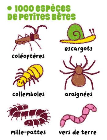 poster infographique salamandre