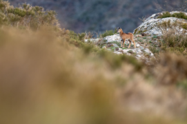 Nouvelle génération : Le sevrage intervient vers 4-5 mois, à l’automne. Mais le jeune reste proche de sa mère pendant toute sa première année. / &copy; Guilhem Battistella
