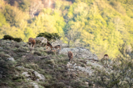 Saute-mouflon : Jeunes agneaux faisant des cabrioles sous surveillance maternelle. La naïveté de la première année. / &copy; Guilhem Battistella
