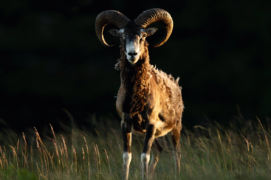 Face à face : Les mouflons apprécient les clairières et prairies pour paître. Ce n’est qu’après de nombreux 
affûts au coucher de soleil qu’un jeune mâle 
est apparu dans cette magnifique lumière. / &copy; Guilhem Battistella
