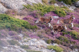 Course dans la callune : Les mouflons sont rapides et agiles, leurs pattes et leurs ongles trapus leur assurent un pas sûr dans les pierriers. / &copy; Guilhem Battistella
