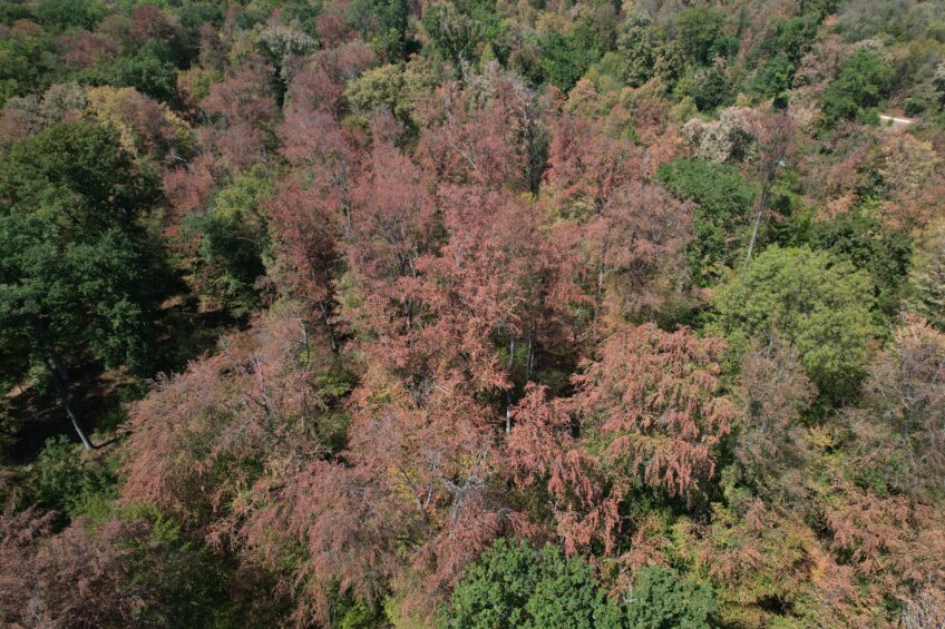 Le brunissement est très visible sur cette photo prise dans la forêt d'Hardwald dans le canton de Bâle en Suisse.
